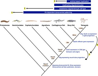 Evolutionary Origins of the Oligodendrocyte Cell Type and Adaptive Myelination